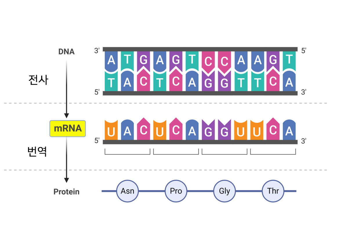 standardDNA mRNA protein
