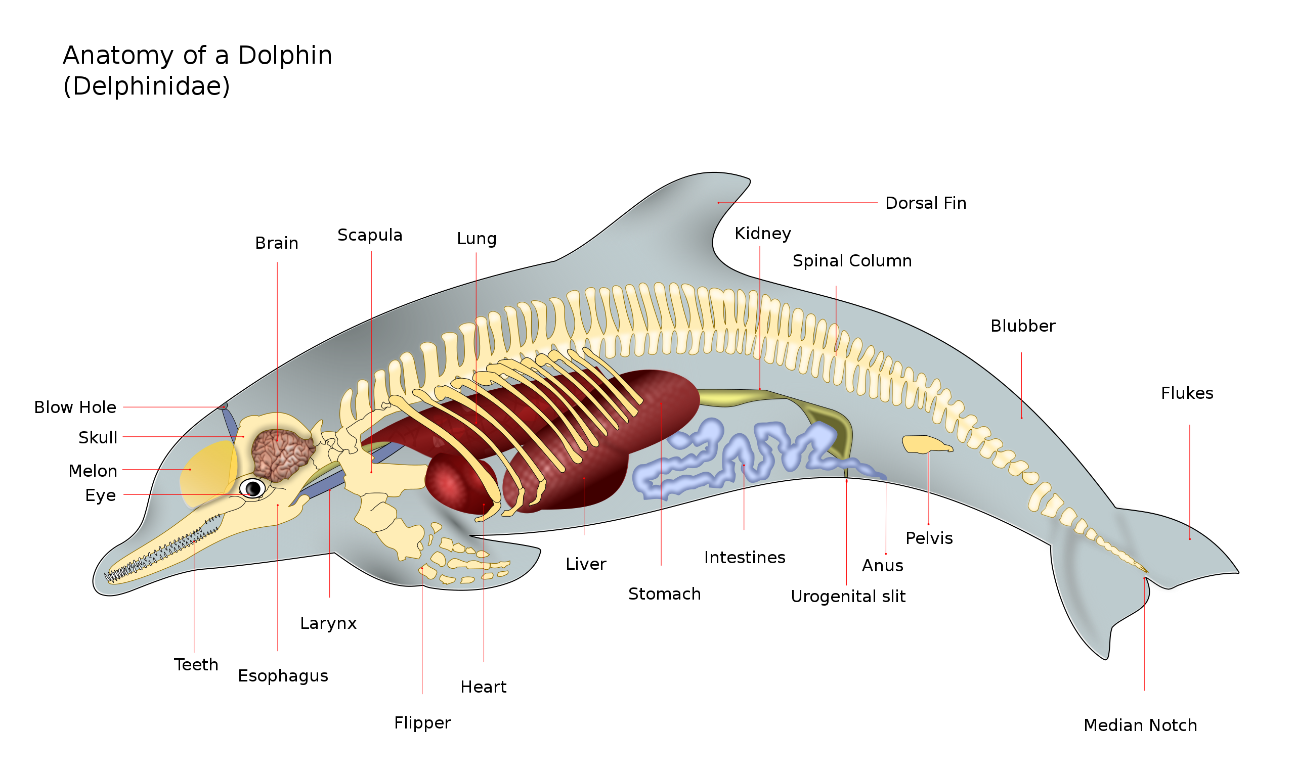 DolphinAnatomy