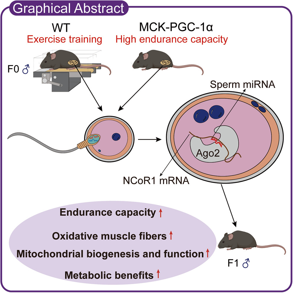 그림2cell metabolism
