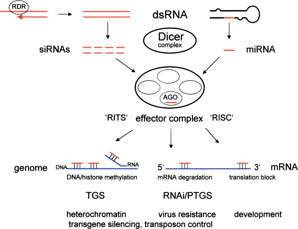 1024px Rnainterferenceplos