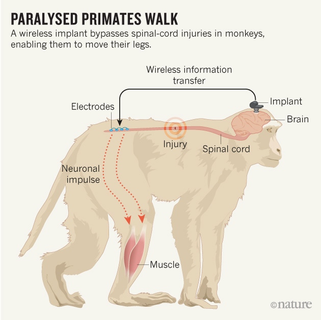 monkey graphic onlineNATURE