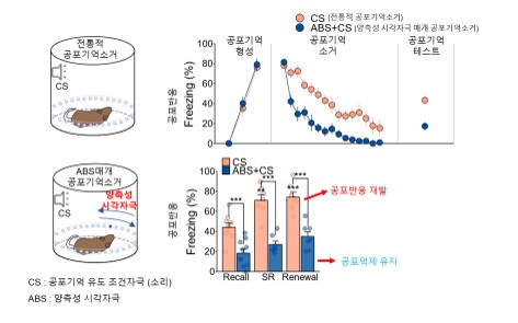 그림1 양측성 시각자극을 사용한 공포기억 반응 감소 효과