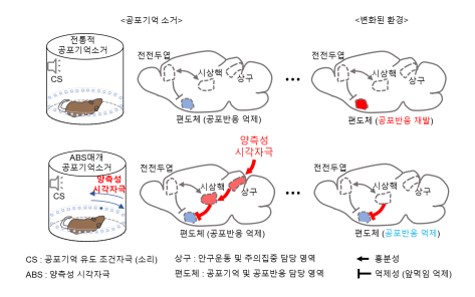 그림4 양측성 자극을 사용한 공포기억 반응 감소의 원리