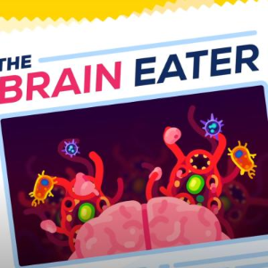 가장 무서운 기생충: 뇌를 먹는 아메바