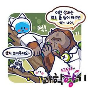 [과학향기 for Kids] 의사 개미, 스스로 약초를 바르는 오랑우탄… 동물의 슬기로운 치료생활