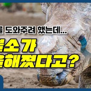 코뿔소를 도와주려 했는데... 코뿔소가 우울해졌다고?