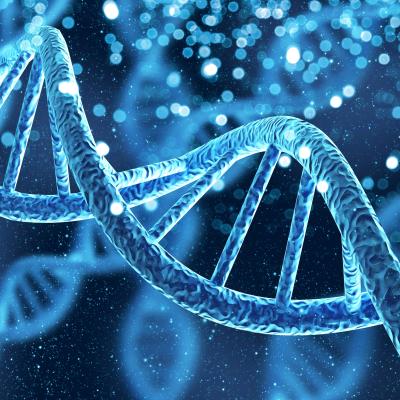 전립선암 조절 핵심 유전자 발견하다