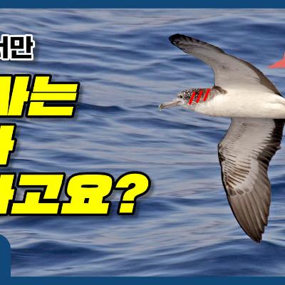 하늘에서만 똥 싸는 새가 있다고요?