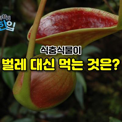 식충식물이 벌레 대신 먹는 것은?