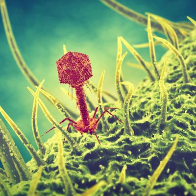 살균 바이러스 ‘파지’ 비밀 밝혀