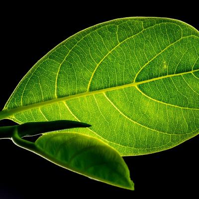 가시 광선을 사용하여 화학 반응을 촉진시키는 인공 잎