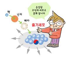 해외과학이 포기한 한국과학의 쾌거?배아줄기세포 배양 성공