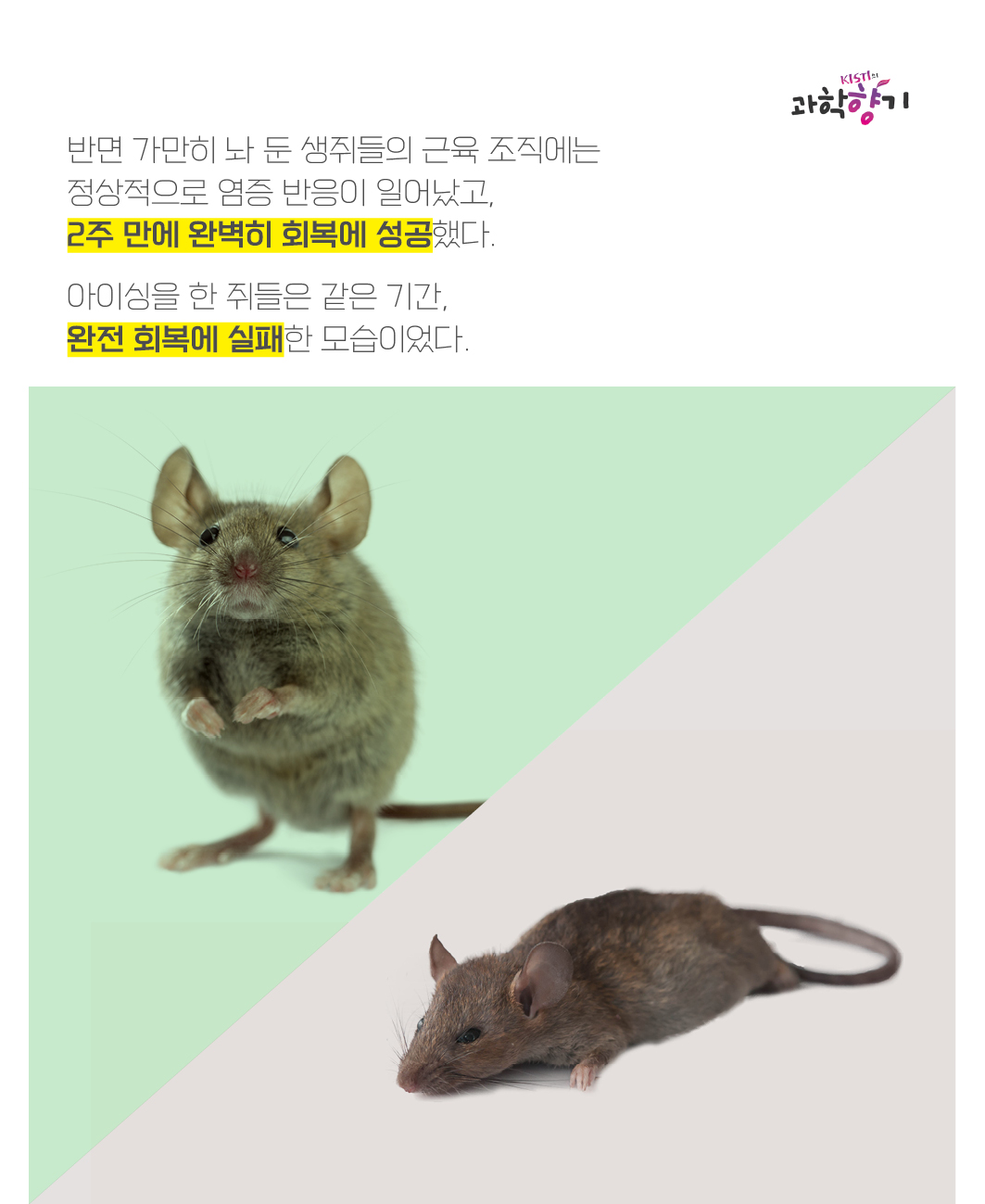 반면 가만히 놔 둔 생쥐들의 근육 조직에는 정상적으로 염증 반응이 일어났고, 2주 만에 완벽히 회복에 성공했다.   아이싱을 한 쥐들은 같은 기간, 완전 회복에 실패한 모습이었다.