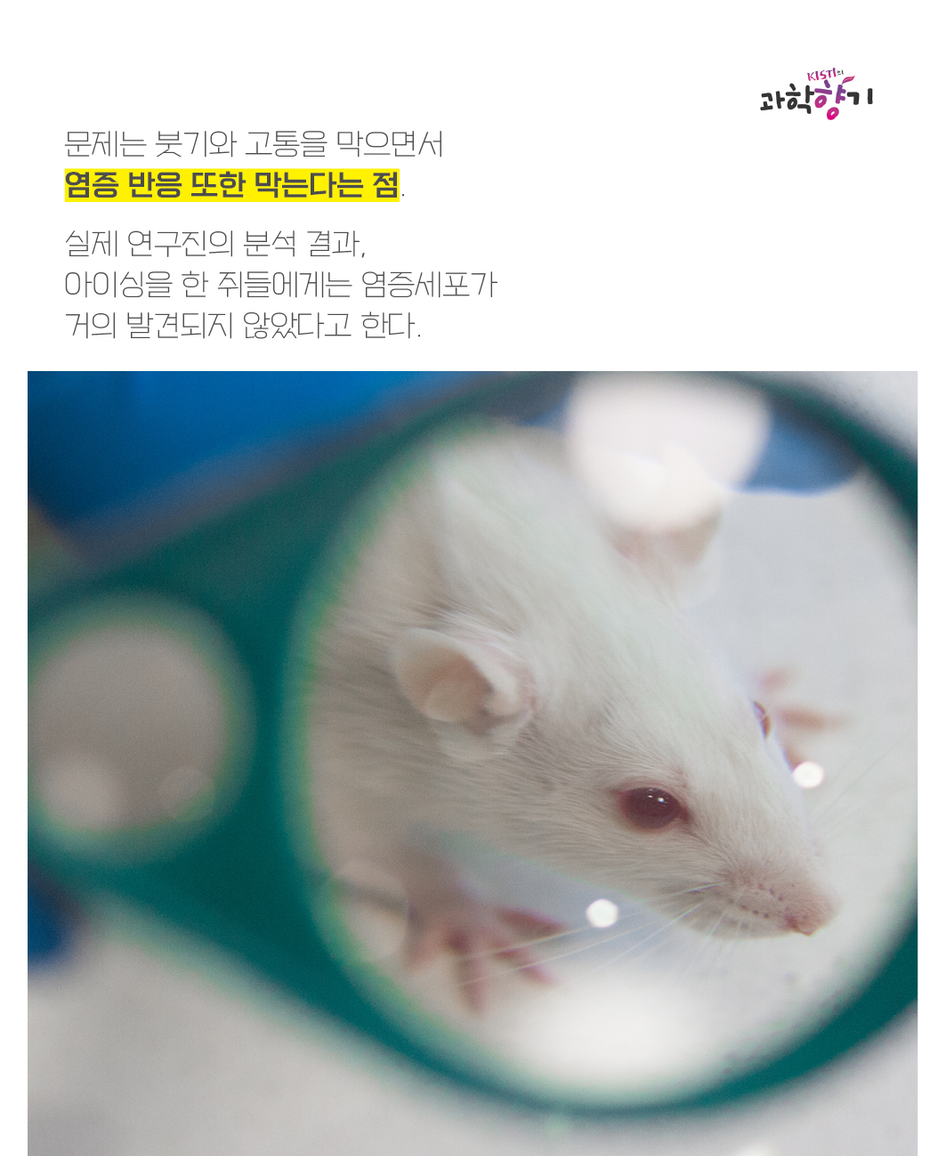 문제는 붓기와 고통을 막으면서 염증 반응 또한 막는다는 점.   실제 연구진의 분석 결과, 아이싱을 한 쥐들에게는 염증세포가 거의 발견되지 않았다고 한다.