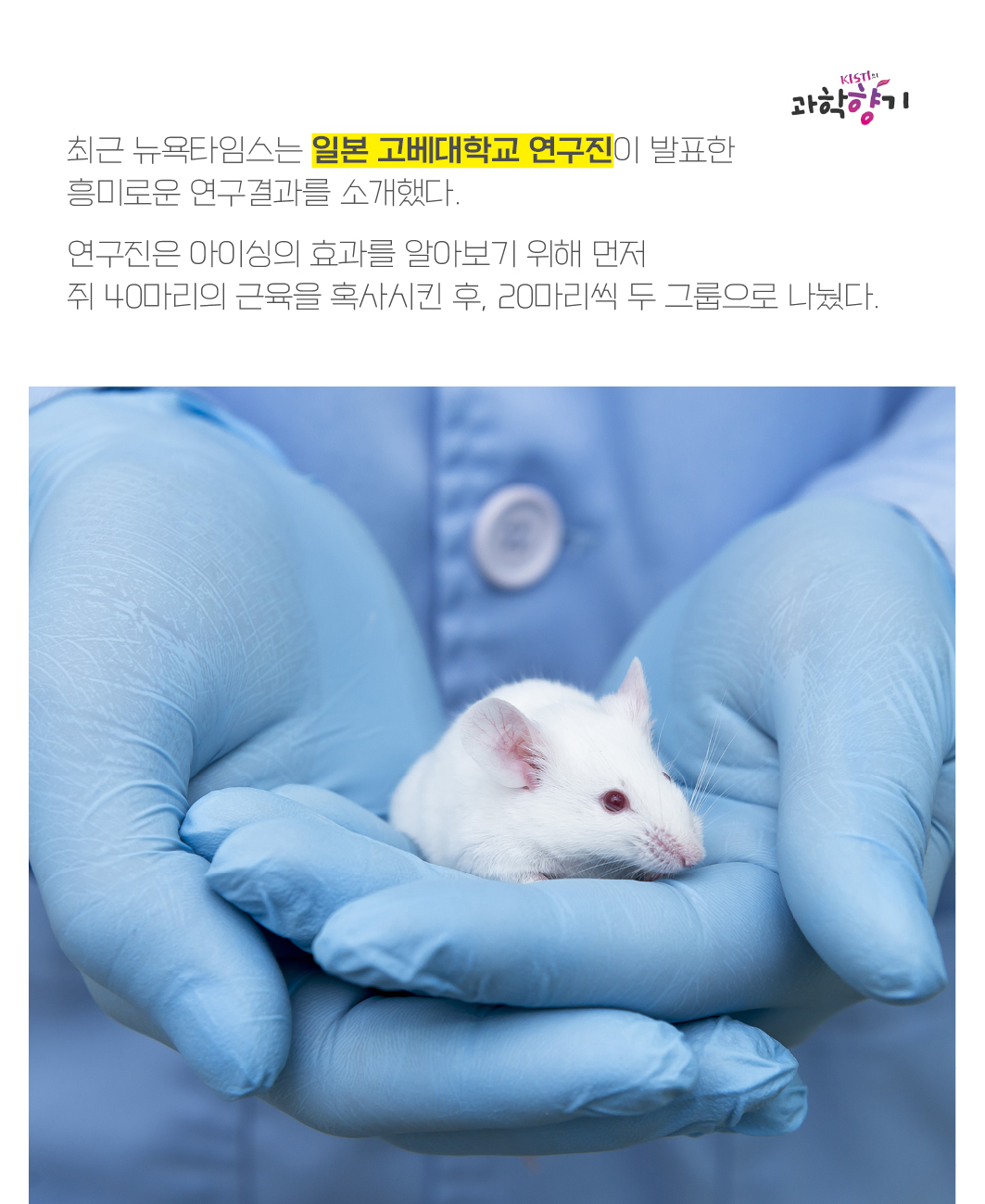 최근 뉴욕타임스는 일본 고베대학교 연구진이 발표한 흥미로운 연구결과를 소개했다.   연구진은 아이싱의 효과를 알아보기 위해 먼저 쥐 40마리의 근육을 혹사시킨 후, 20마리씩 두 그룹으로 나눴다.