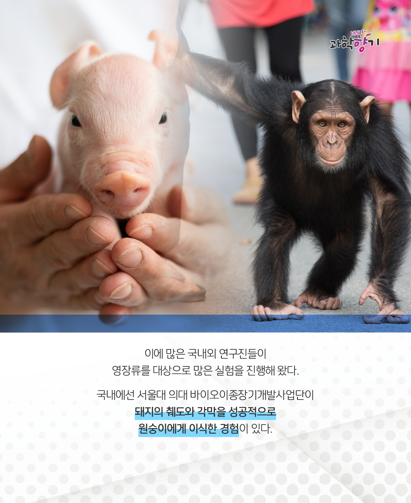 이에 많은 국내외 연구진들이 영장류를 대상으로 많은 실험을 진행해 왔다.   국내에선 서울대 의대 바이오이종장기개발사업단이 돼지의 췌도와 각막을 성공적으로 원숭이에게 이식한 경험이 있다