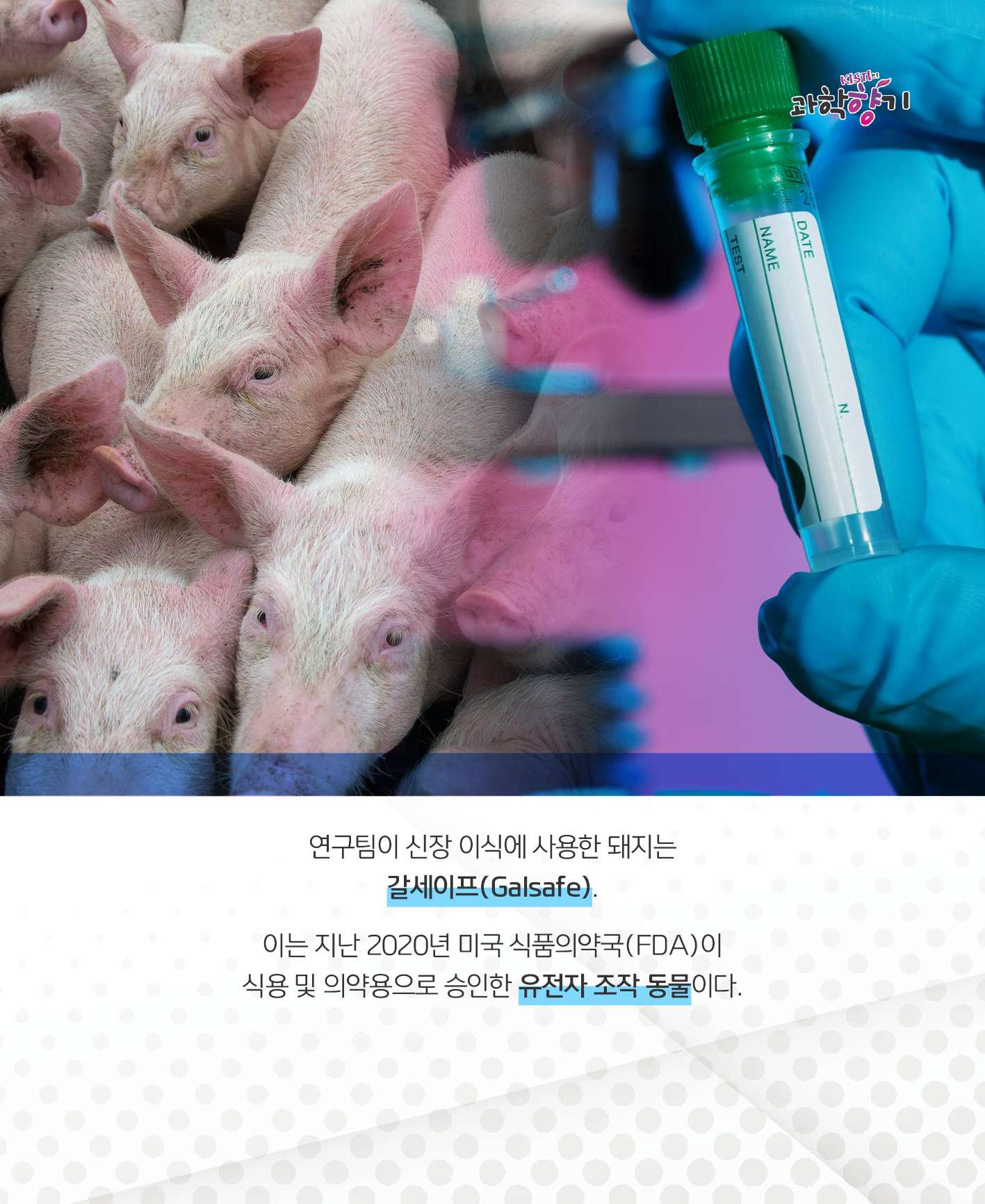 연구팀이 신장 이식에 사용한 돼지는 갈세이프(Galsafe).   이는 지난 2020년 미국 식품의약국(FDA)이 식용 및 의약용으로 승인한 유전자 조작 동물이다.